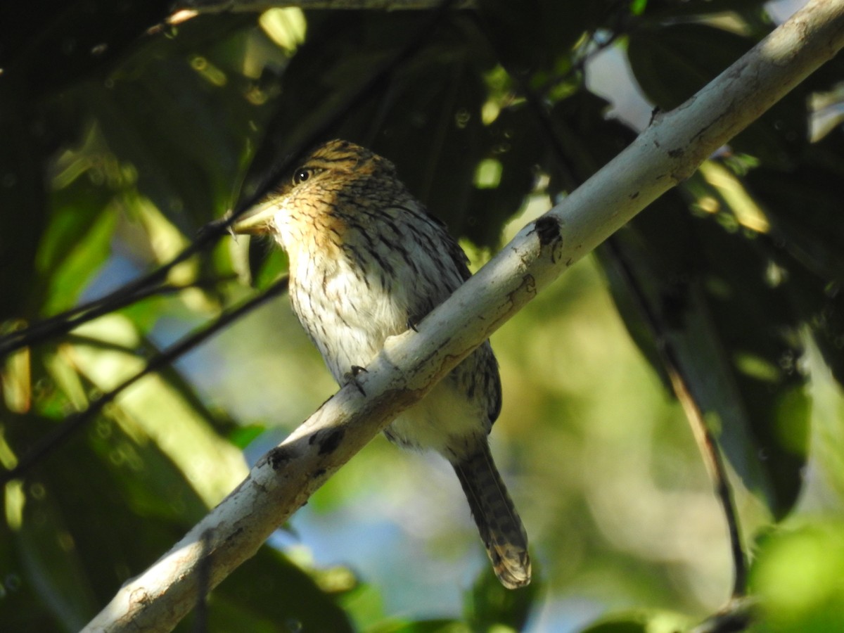 Eastern Striolated-Puffbird (Natterer's) - Raul Afonso Pommer-Barbosa - Amazon Birdwatching