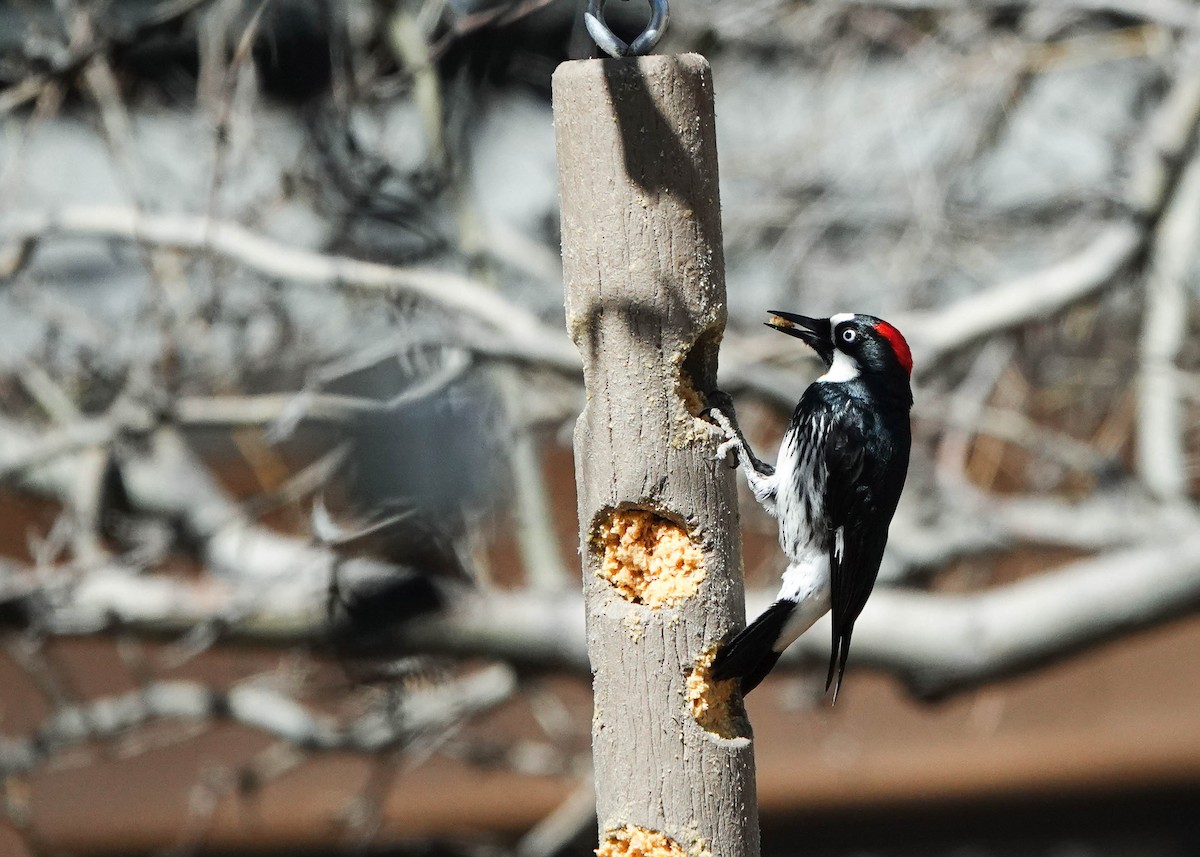 Acorn Woodpecker - ML617356032