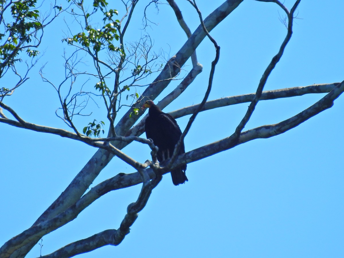 Greater Yellow-headed Vulture - ML617356040