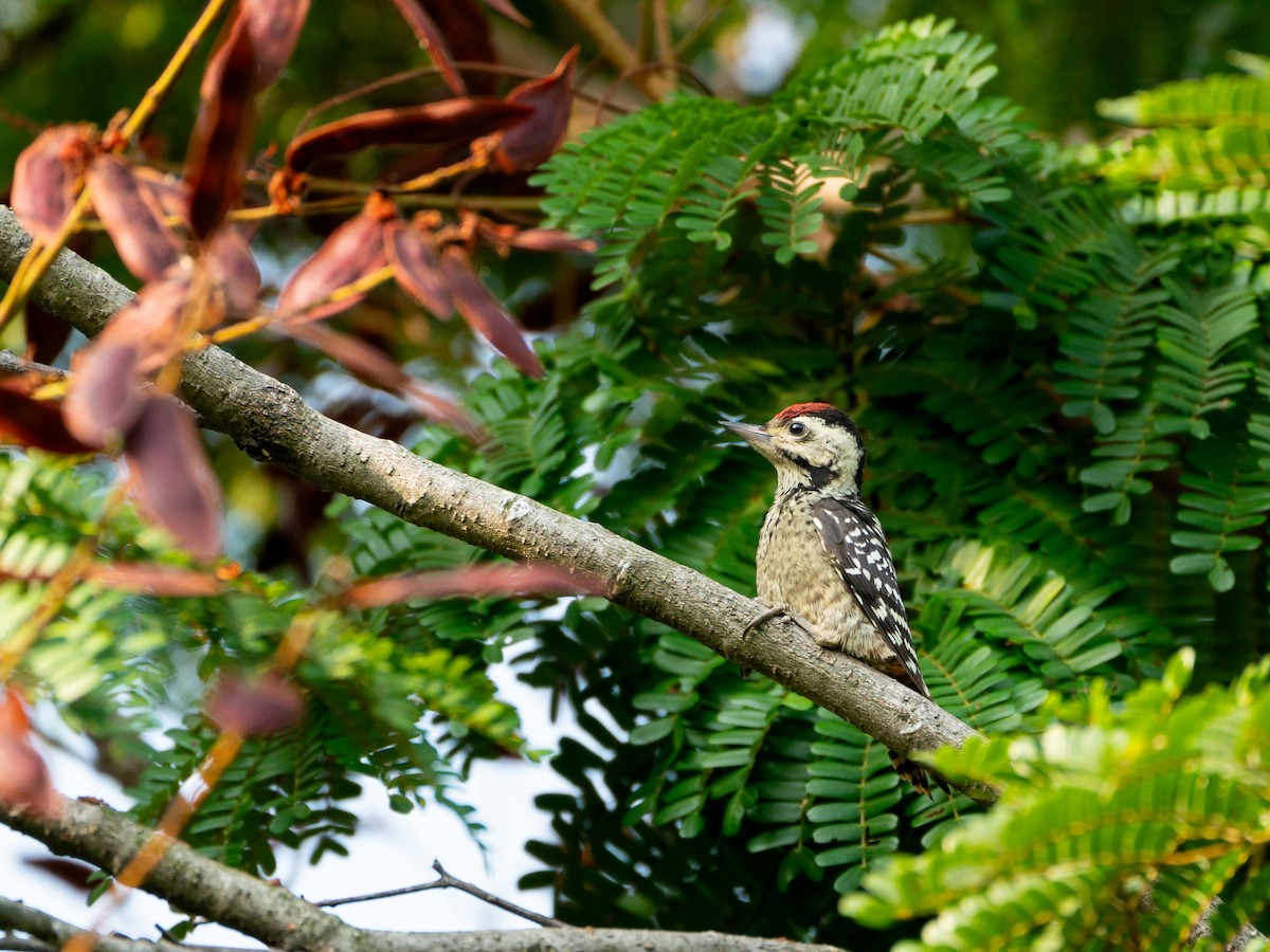 Freckle-breasted Woodpecker - ML617356249