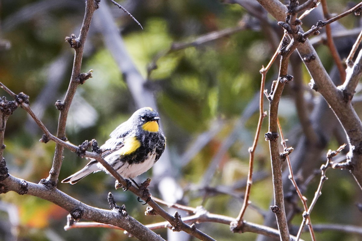 Yellow-rumped Warbler (Audubon's) - ML617356284