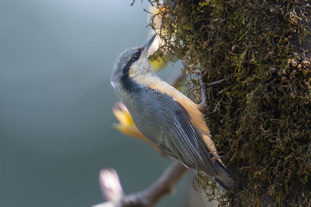 White-tailed Nuthatch - ML617356361