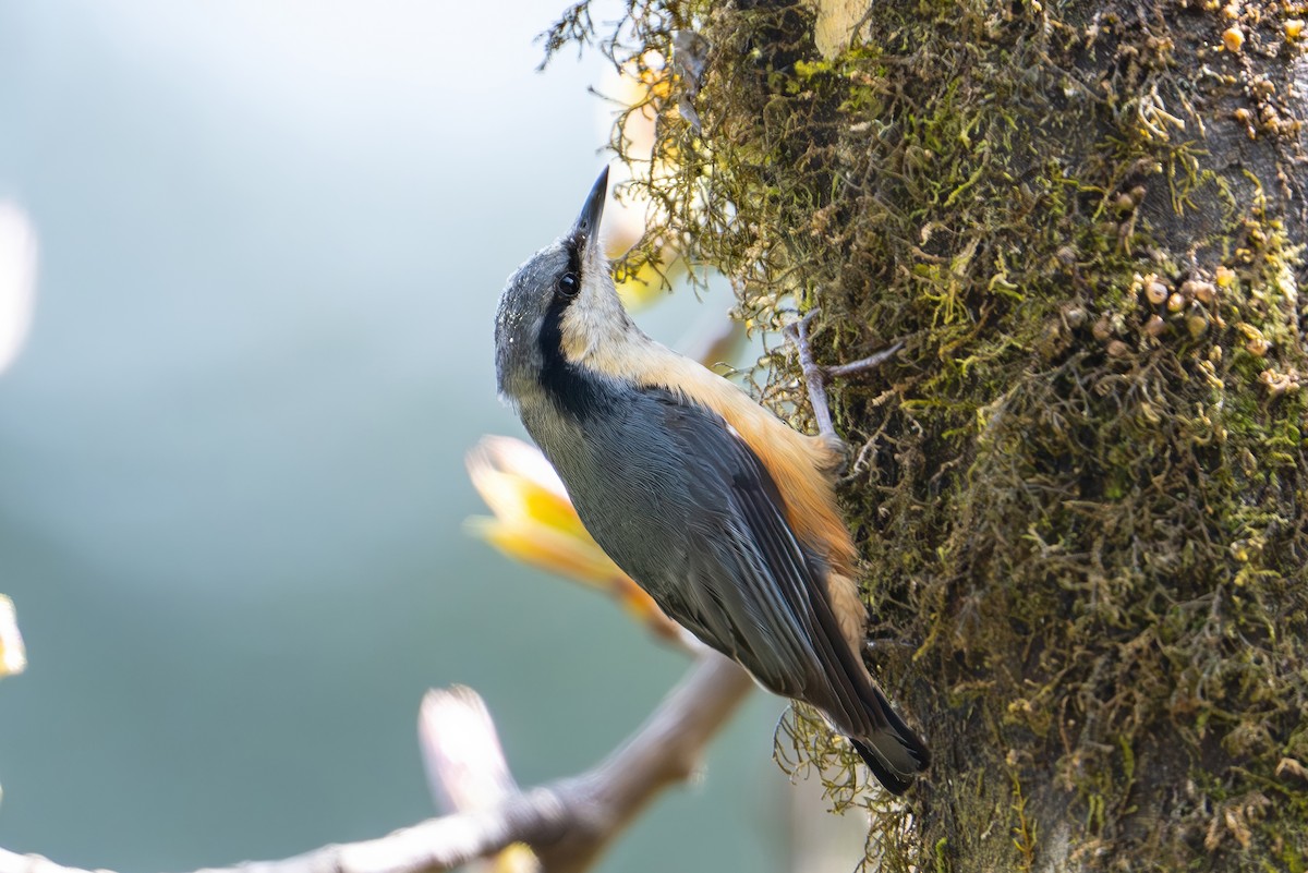 White-tailed Nuthatch - ML617356363