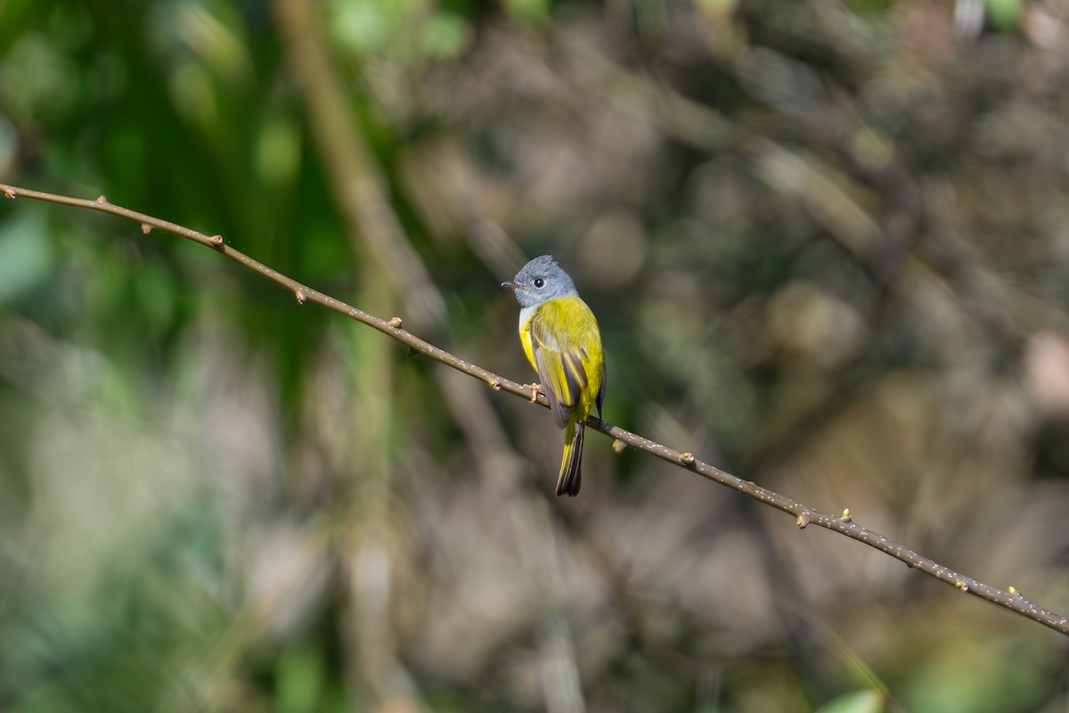 Gray-headed Canary-Flycatcher - Aditya Rao
