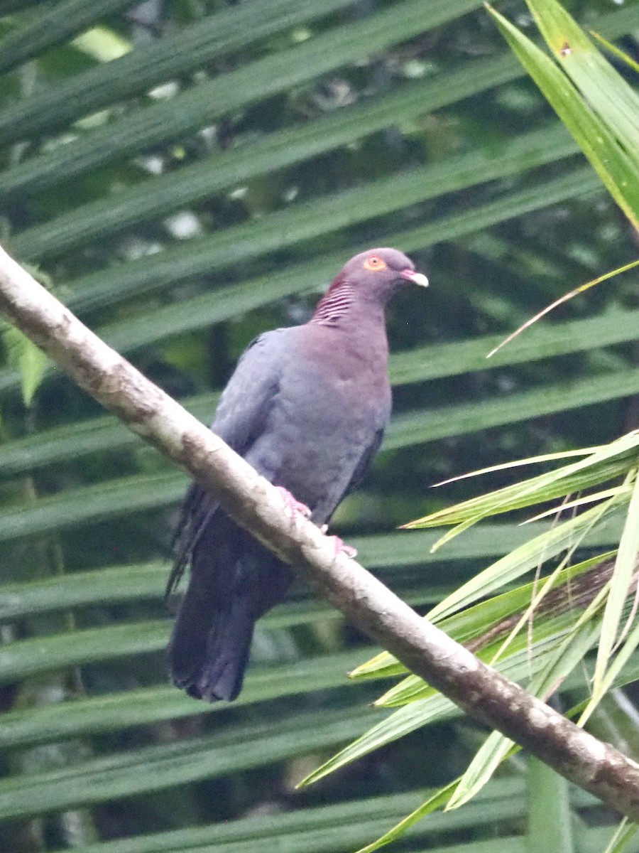 Scaly-naped Pigeon - ML617356410