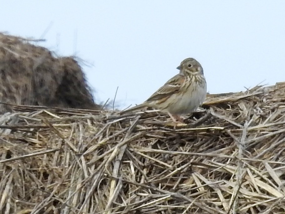 Vesper Sparrow - Piping Plover
