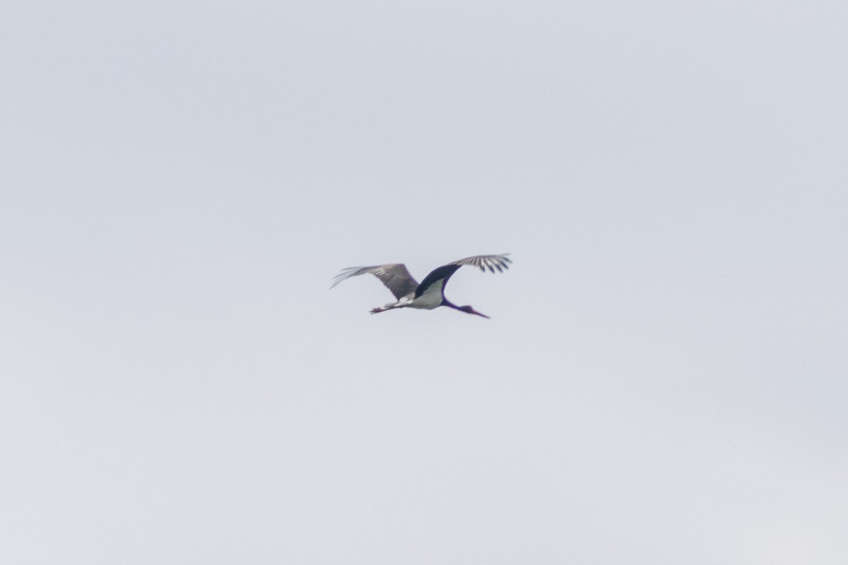 Black Stork - ML617356686