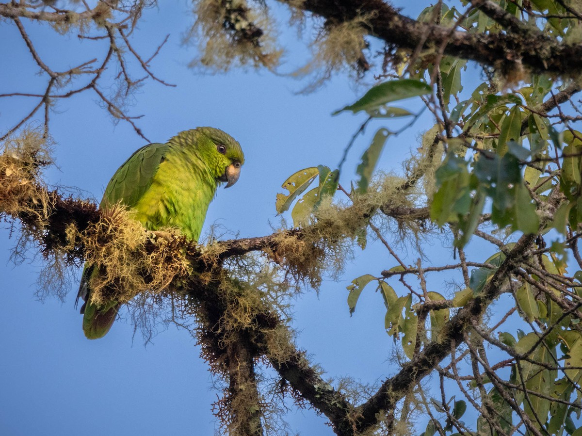 Scaly-naped Parrot - Louis Couillard