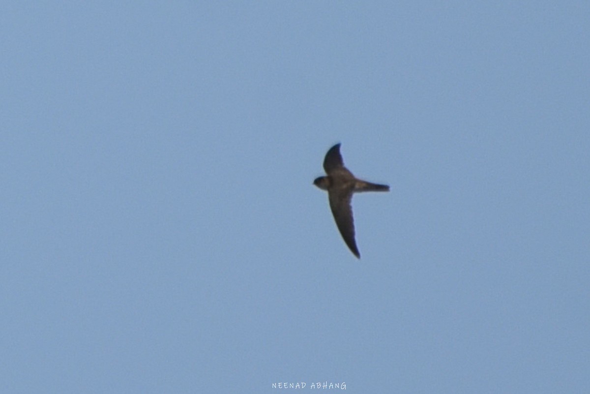 Indian Swiftlet - ML617356795