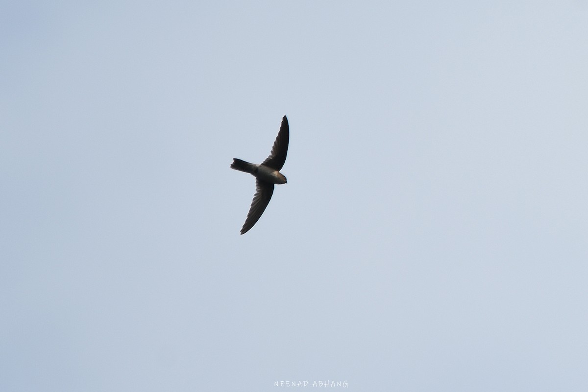 Indian Swiftlet - ML617356799