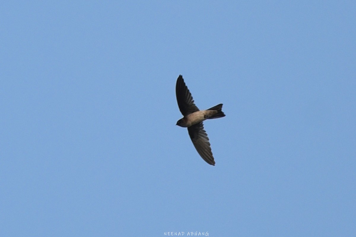 Indian Swiftlet - ML617356802