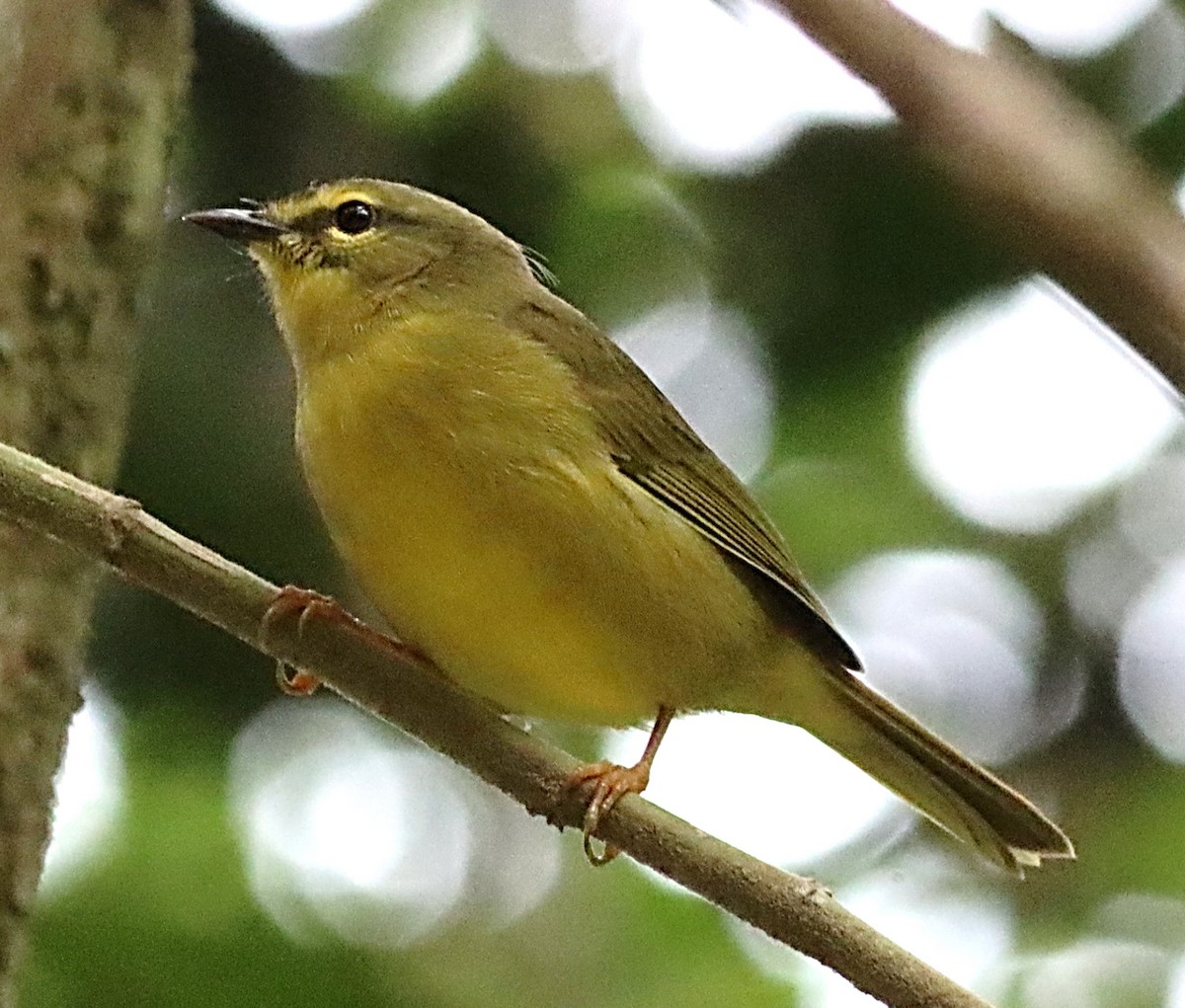 Two-banded Warbler - ML617356823