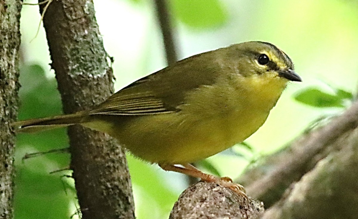 Two-banded Warbler - ML617356827