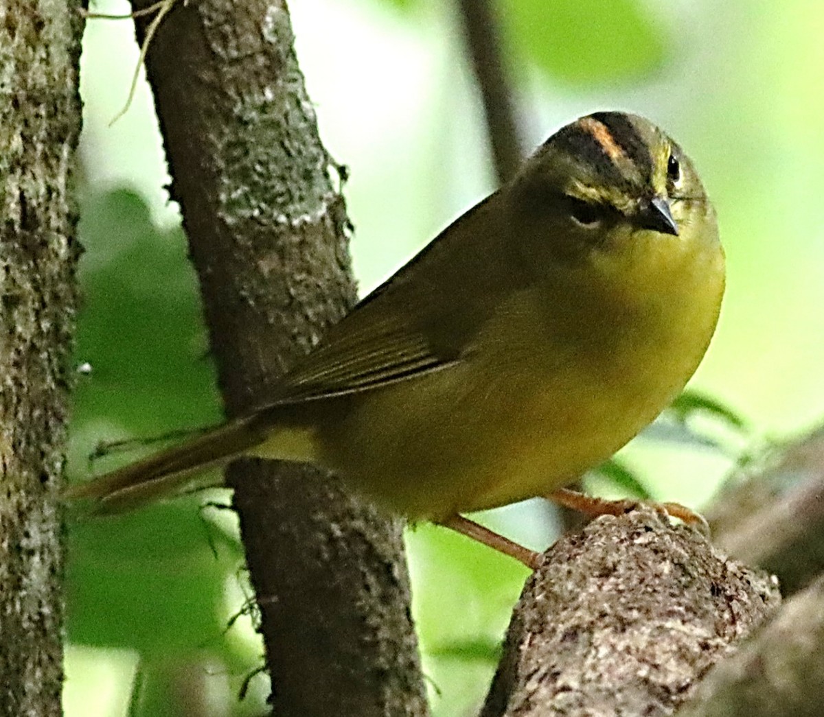 Two-banded Warbler - ML617356837