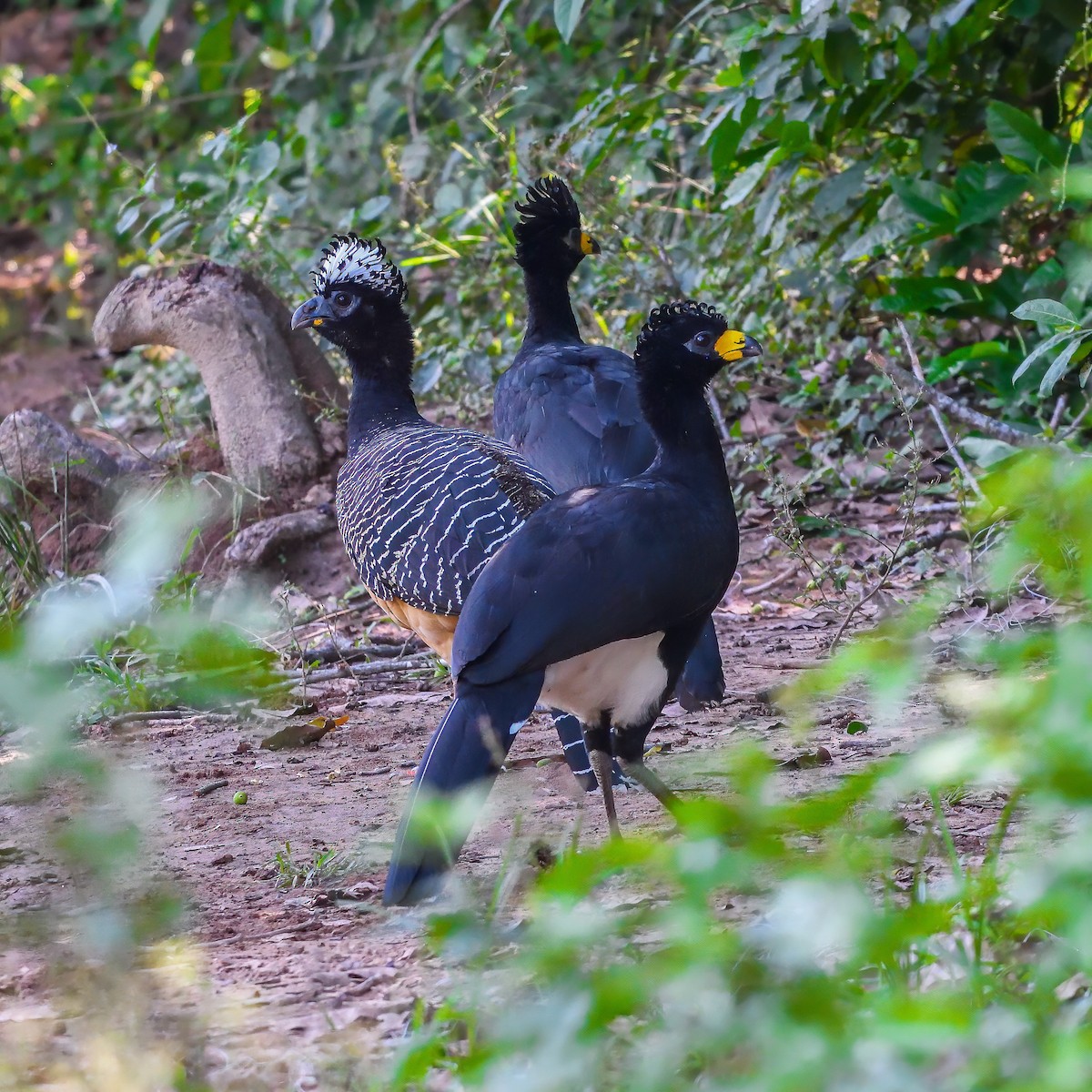 Bare-faced Curassow - ML617356876