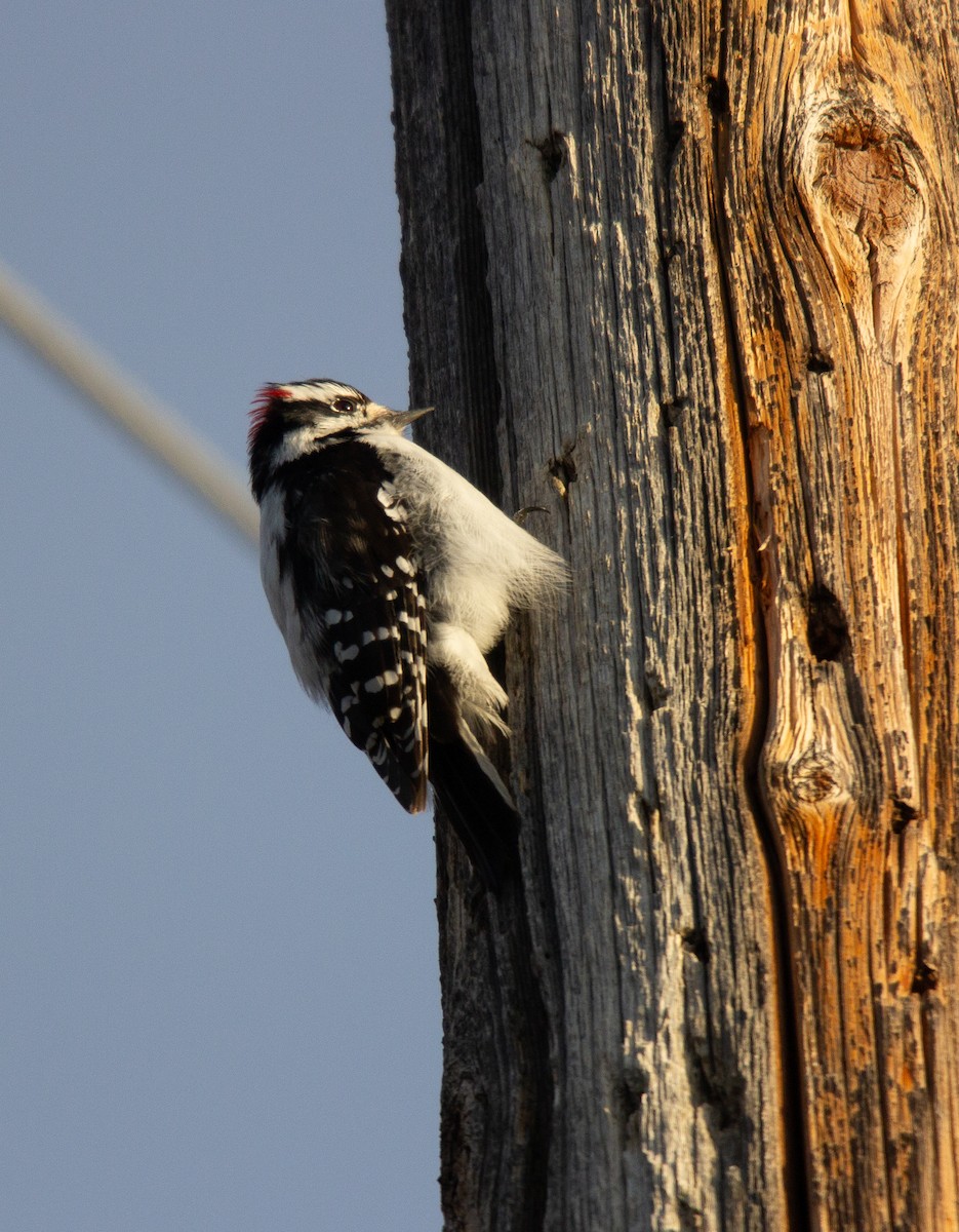 Downy Woodpecker - ML617356962
