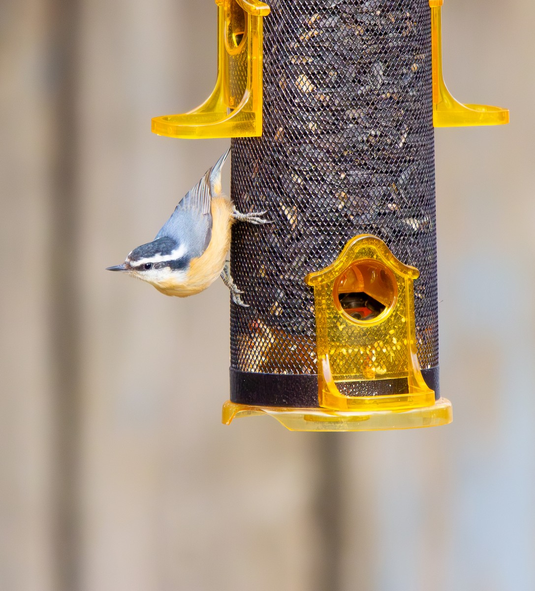 Red-breasted Nuthatch - ML617356978