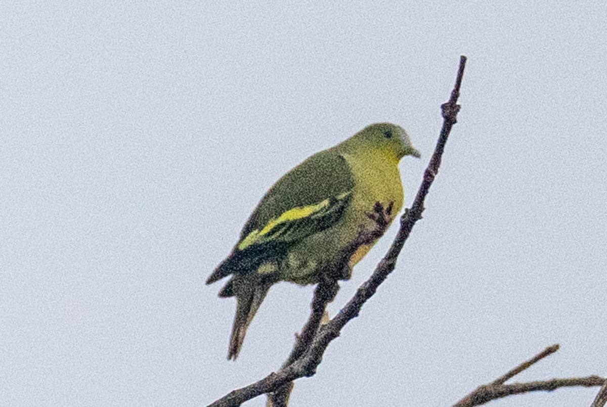 Gray-fronted Green-Pigeon - Pranav Pula
