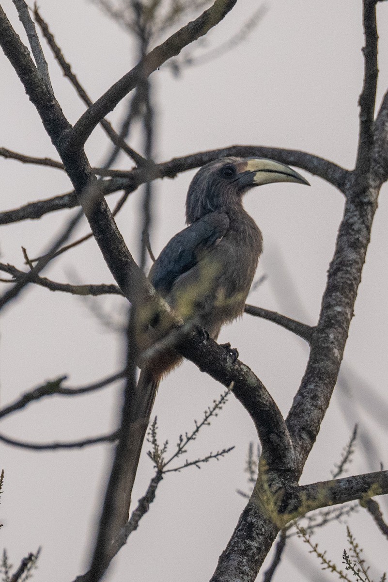Malabar Gray Hornbill - Pranav Pula