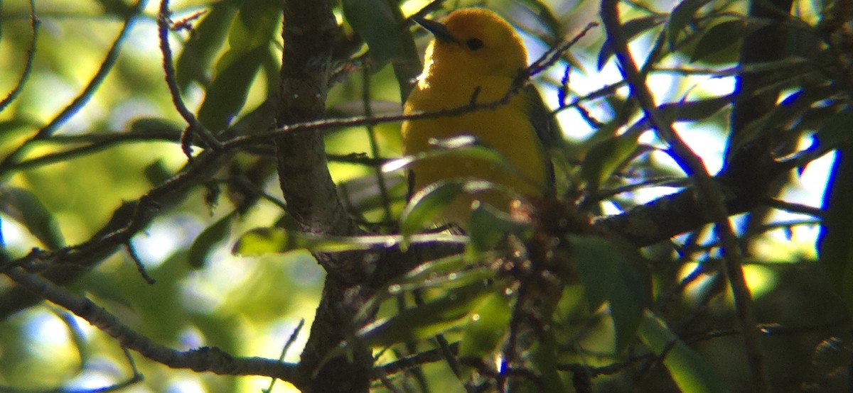 Prothonotary Warbler - ML617357080