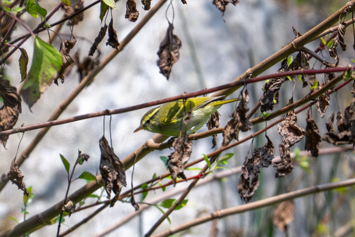 Blyth's Leaf Warbler - ML617357104