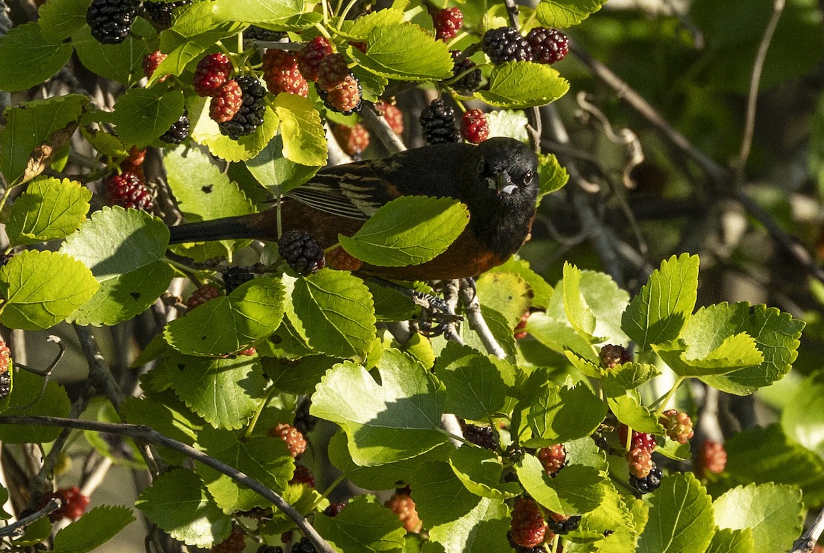 Orchard Oriole - Mike Austin