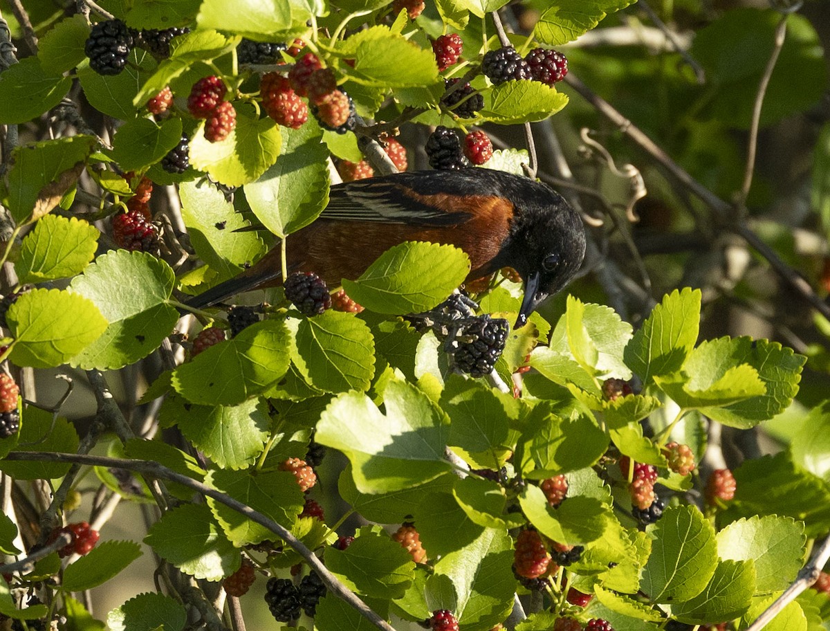 Orchard Oriole - ML617357118