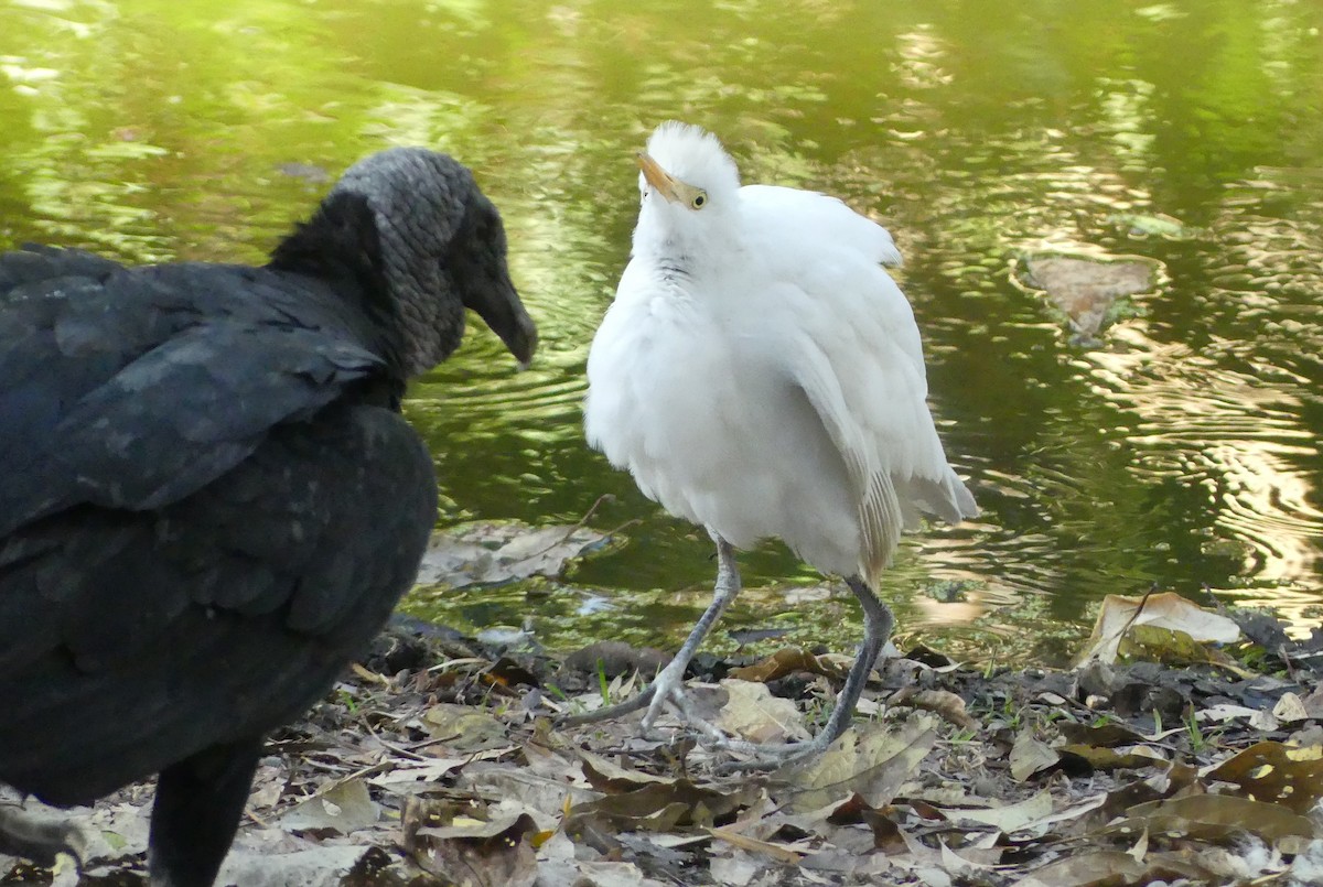 Чапля єгипетська (підвид ibis) - ML617357133
