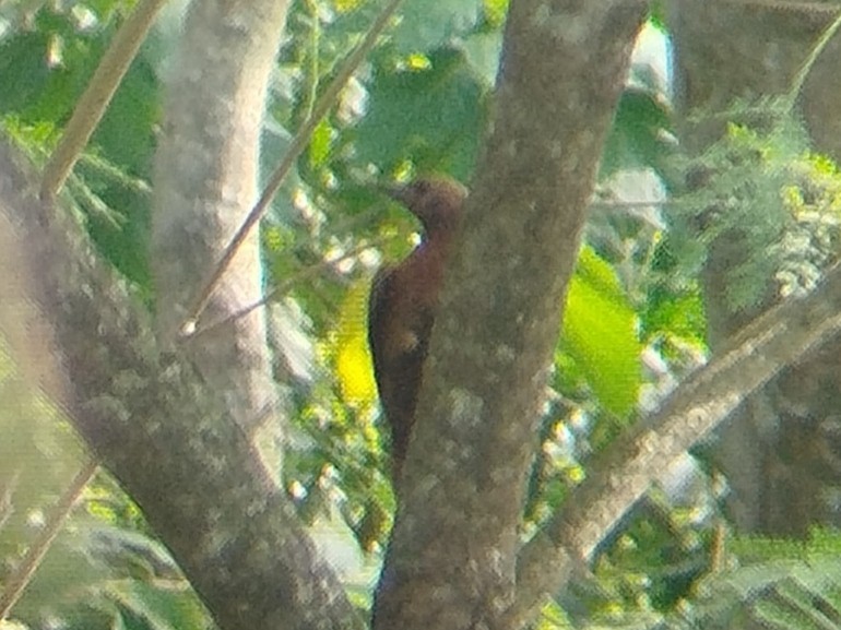 Rufous Woodpecker - ML617357136