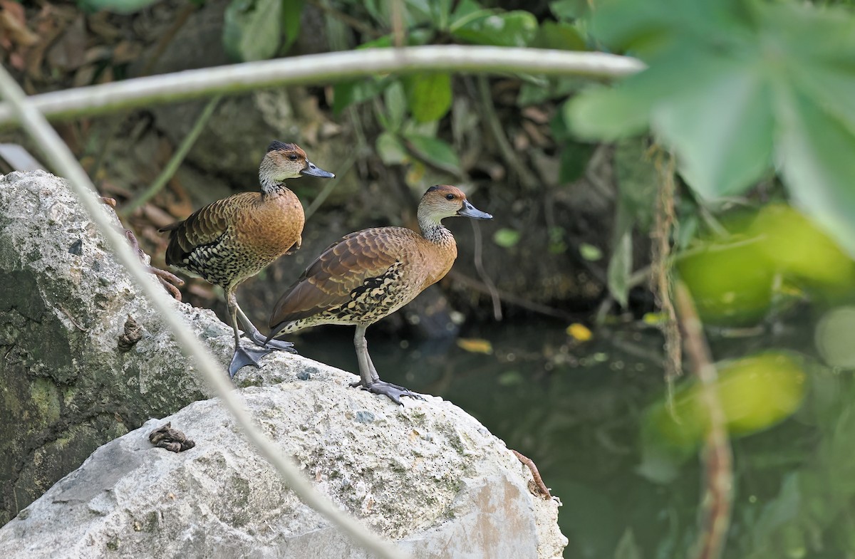 West Indian Whistling-Duck - ML617357137