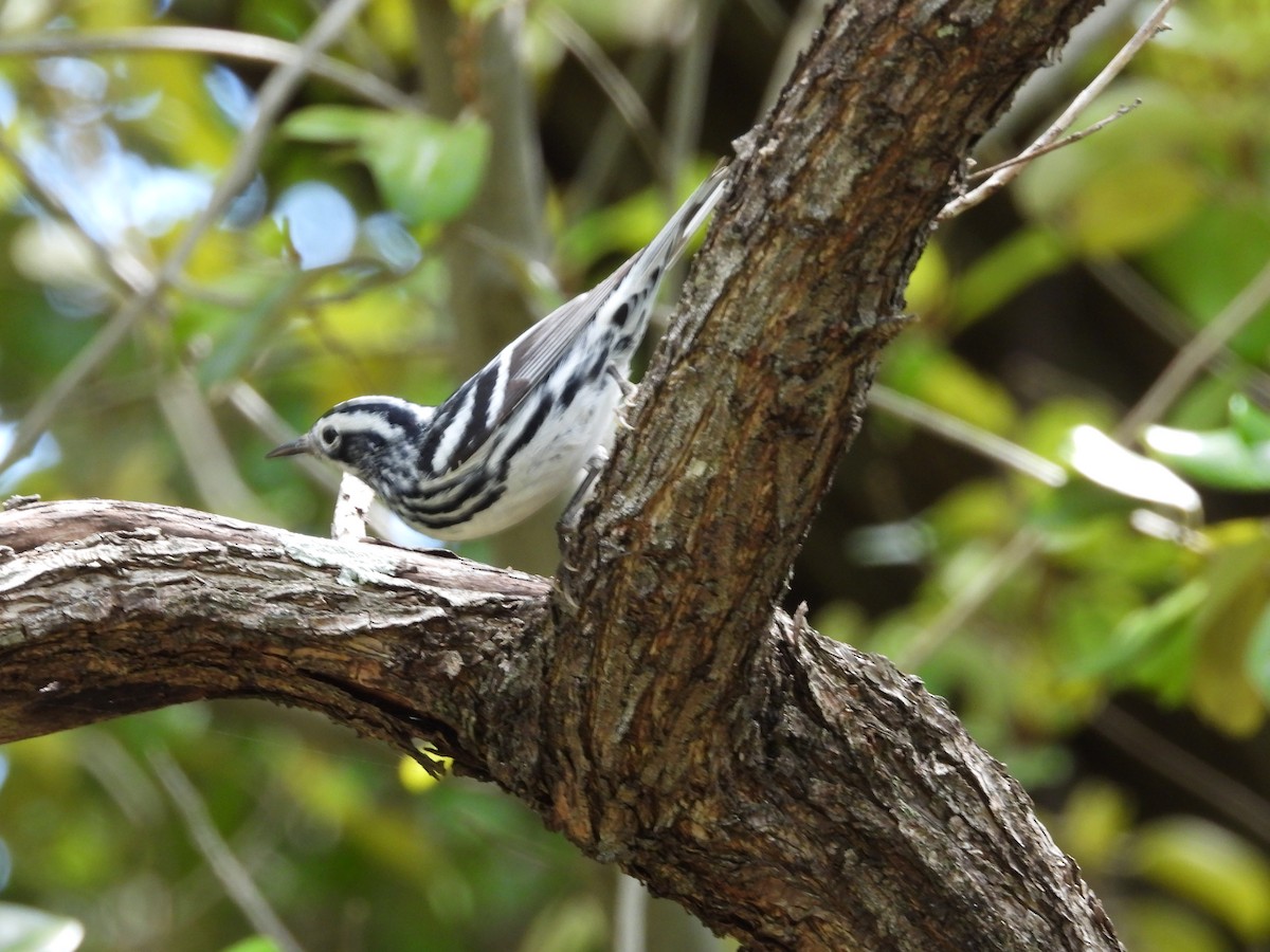 Black-and-white Warbler - ML617357255