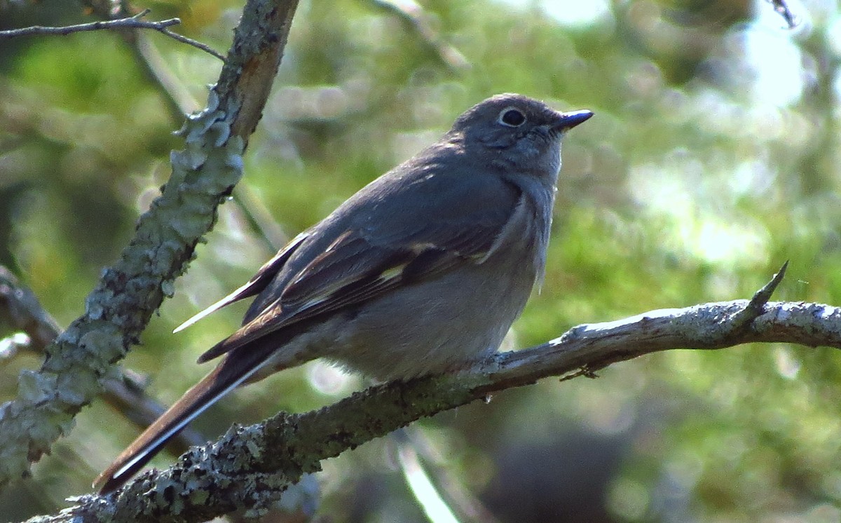 Townsend's Solitaire - Tammy Hester