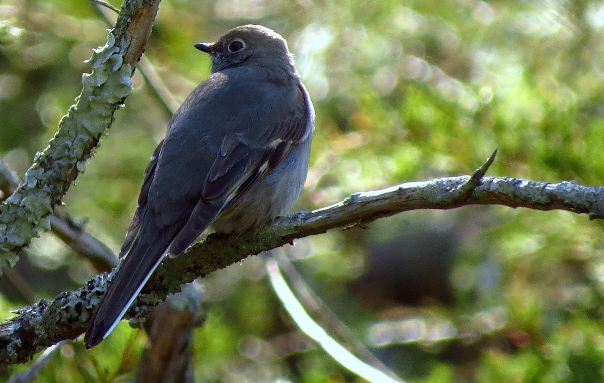 Townsend's Solitaire - ML617357318