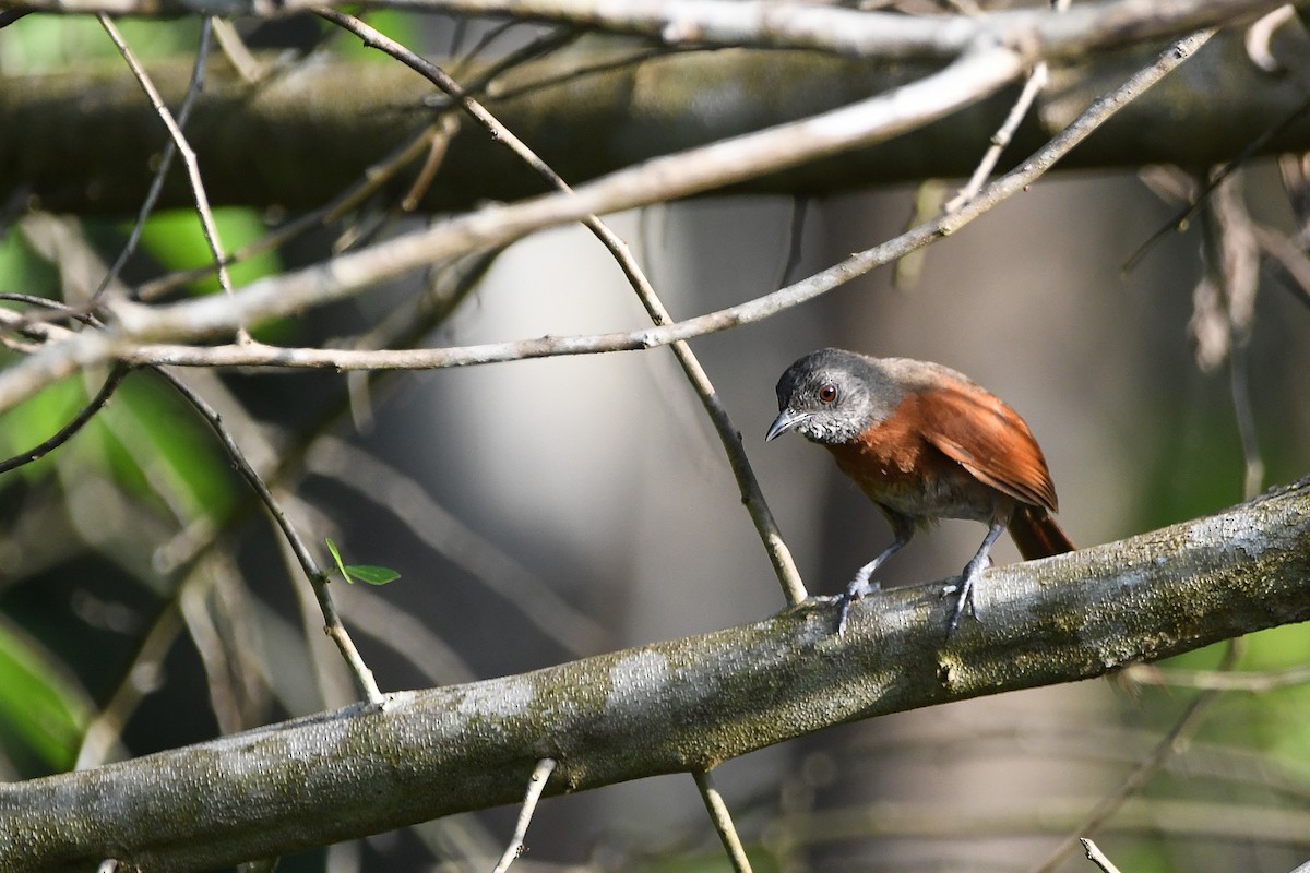 Rufous-breasted Spinetail - ML617357342