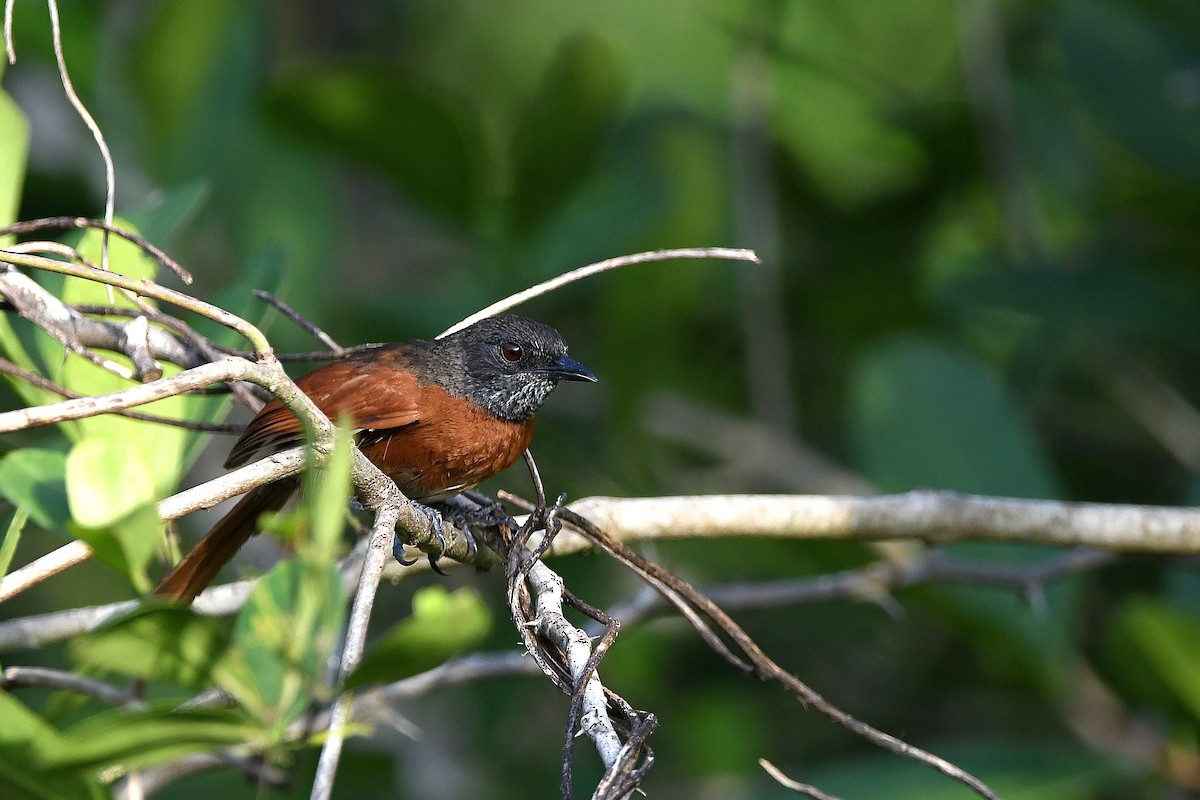 Rufous-breasted Spinetail - ML617357354