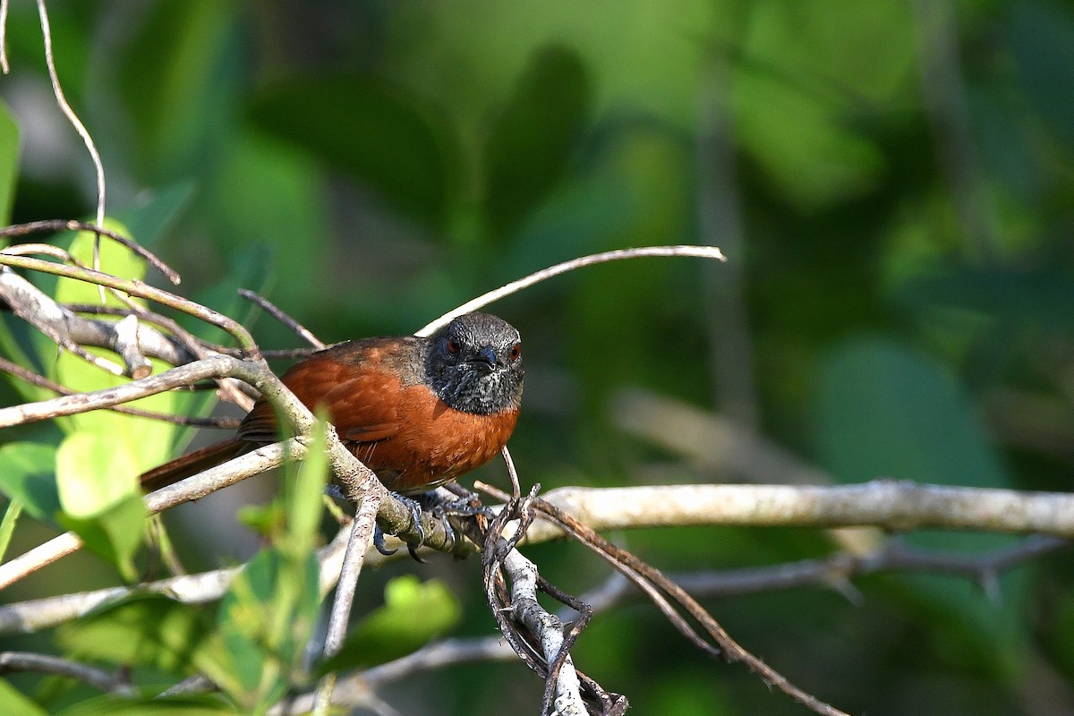 Rufous-breasted Spinetail - ML617357395