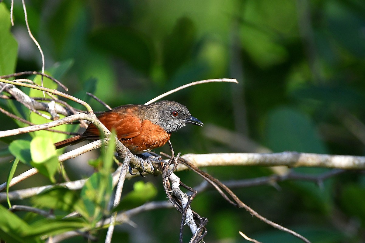 Rufous-breasted Spinetail - ML617357410