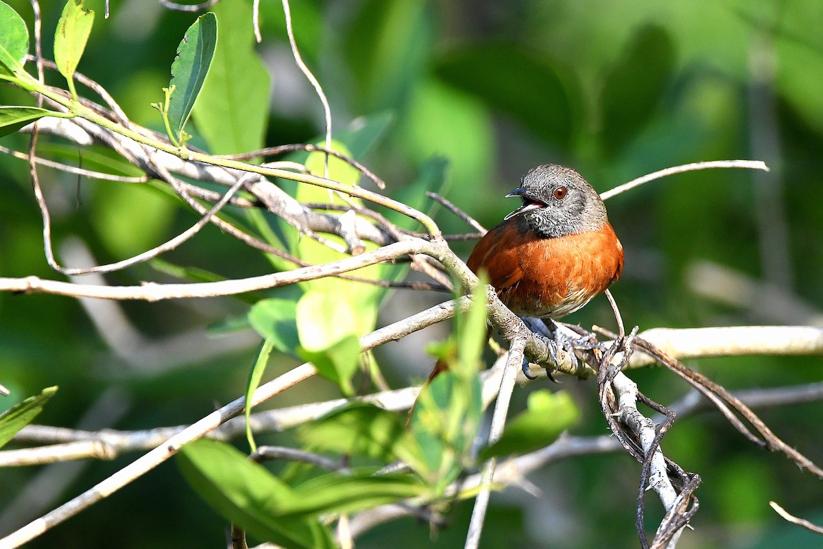 Rufous-breasted Spinetail - ML617357438