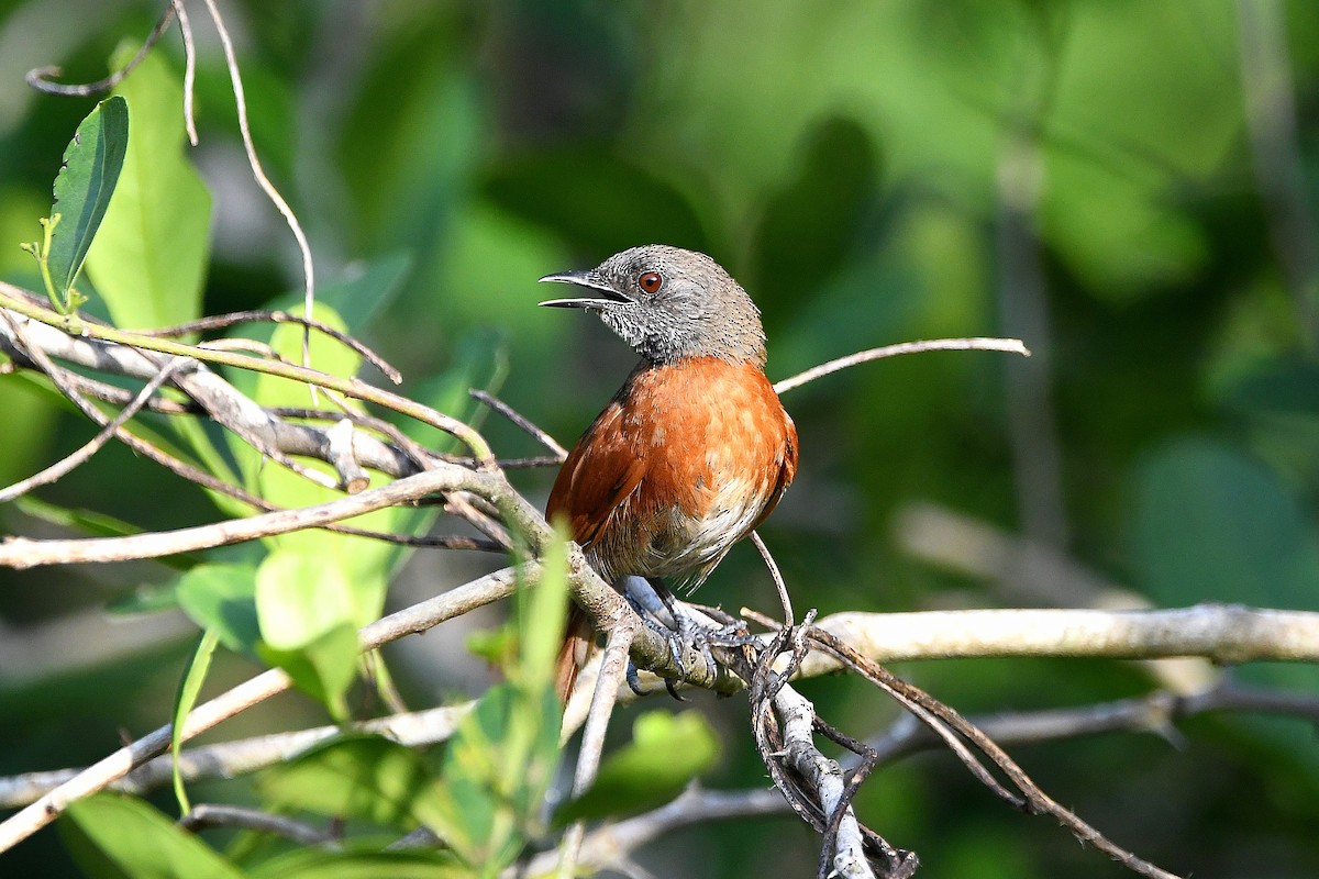 Rufous-breasted Spinetail - ML617357458