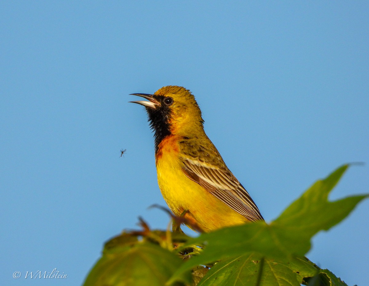 Orchard Oriole - ML617357467