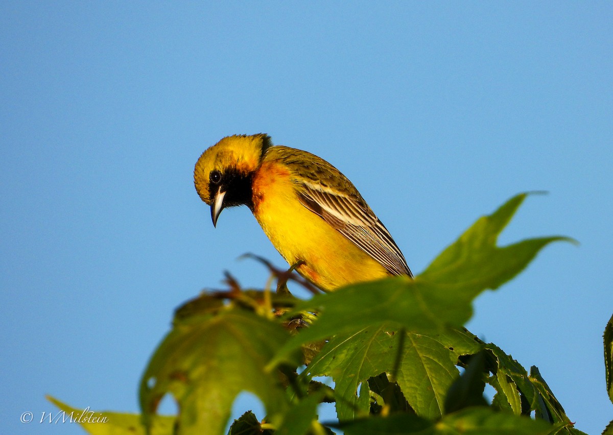 Orchard Oriole - ML617357468
