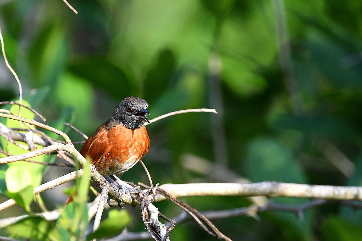 Rufous-breasted Spinetail - ML617357469