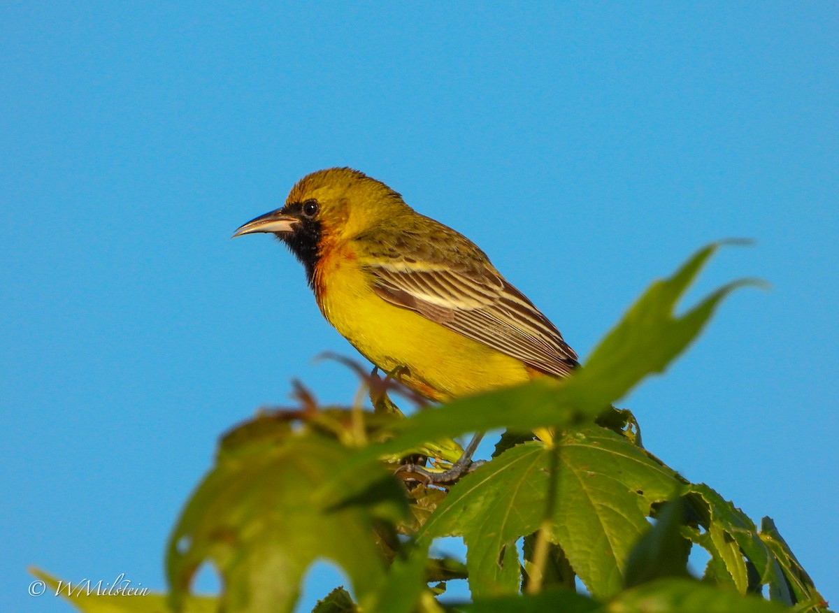 Orchard Oriole - ML617357470