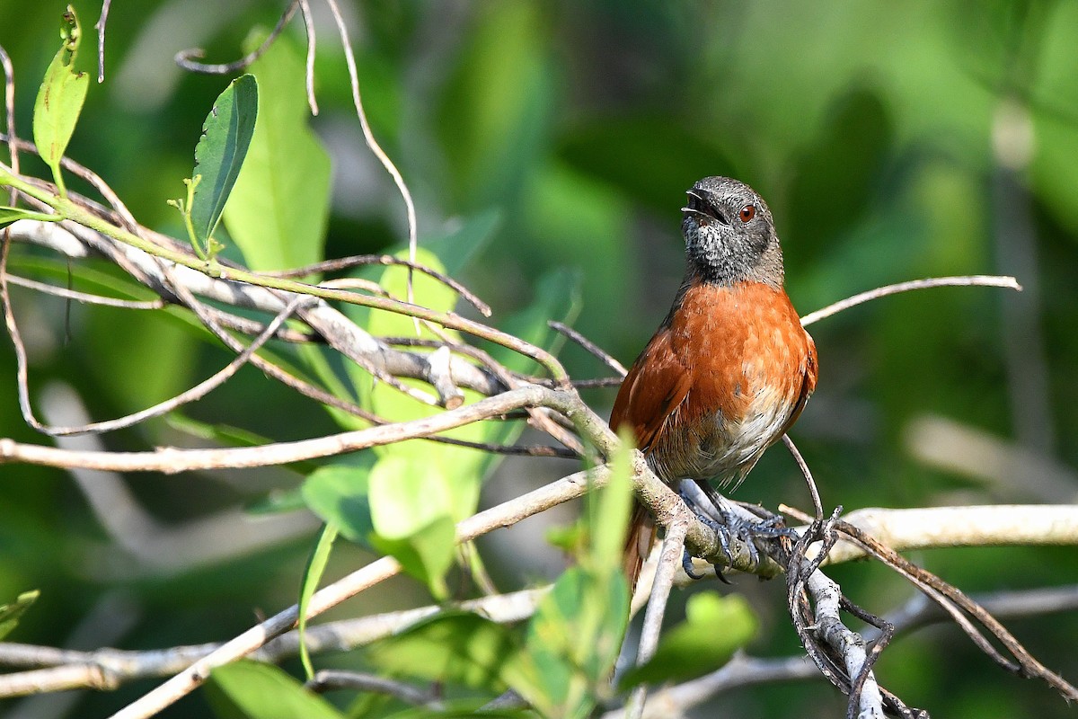 Rufous-breasted Spinetail - ML617357477
