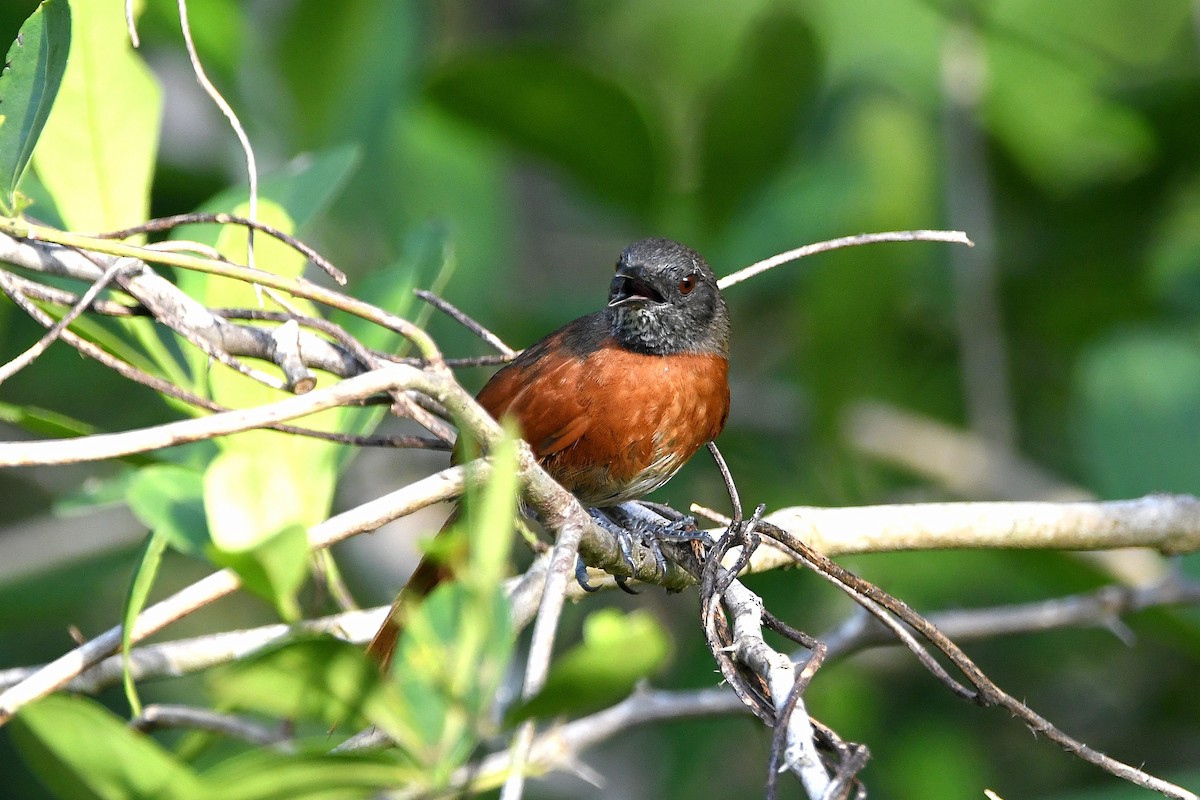 Rufous-breasted Spinetail - ML617357496