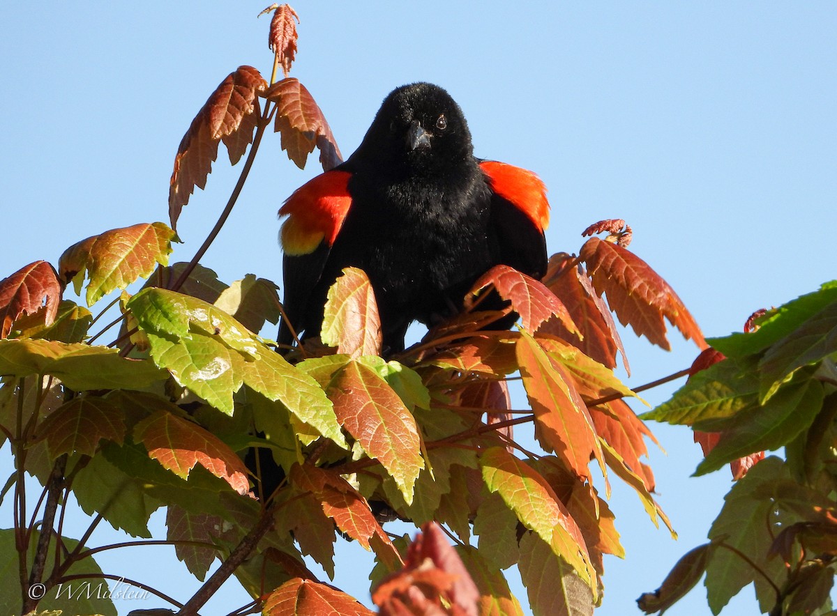 Red-winged Blackbird - Wendy Milstein
