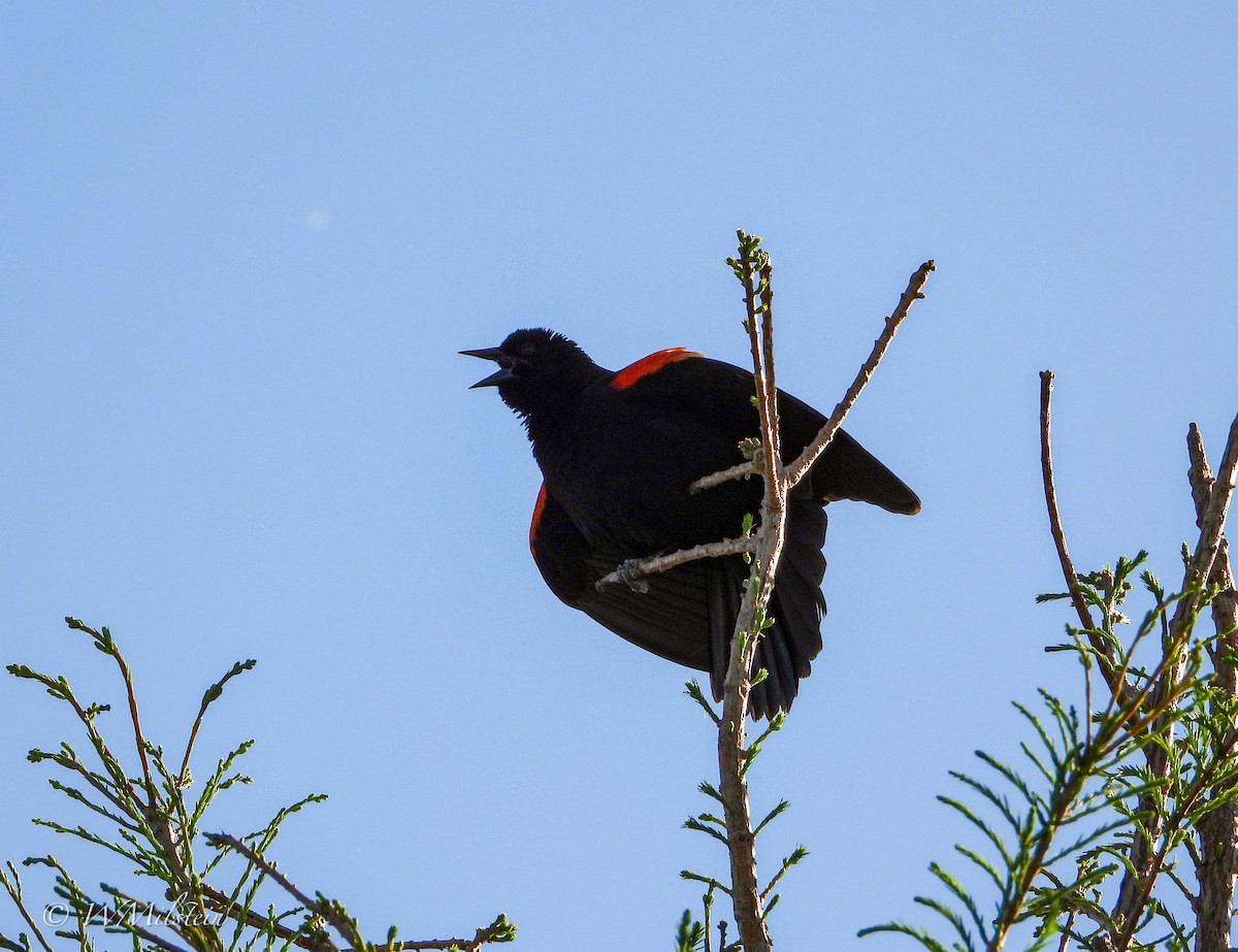 Red-winged Blackbird - ML617357523