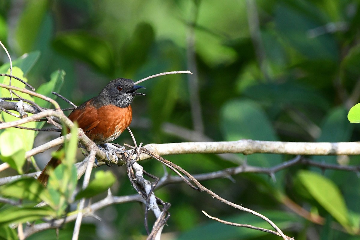 Rufous-breasted Spinetail - ML617357525