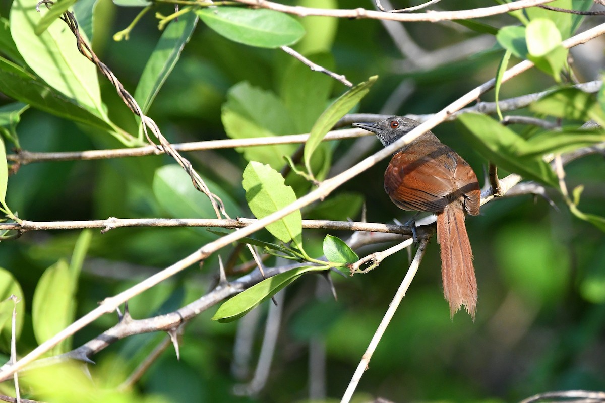 Rufous-breasted Spinetail - Ari Weiss