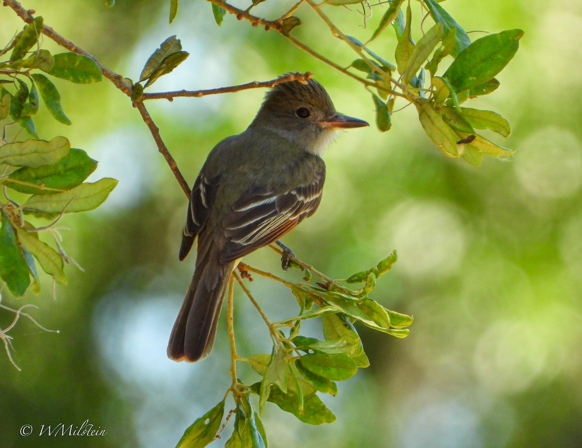 Great Crested Flycatcher - ML617357578